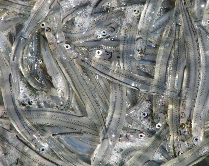 The 2024 whitebait season - photo © Spot On Fishing Hobart