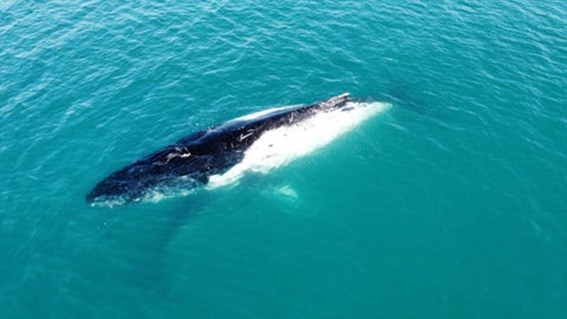 Aston sent in this pic of a half-white humpback spotted off Arch Cliffs recently. Adds another level of interest to the already cool whale-watching experience photo copyright Fisho's Tackle World taken at  and featuring the Fishing boat class