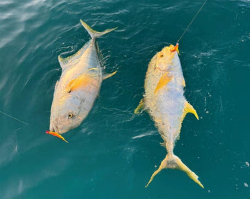 Double headers of golden trevally are not uncommon in Hervey Bay. Watch out for the sharks from now on though photo copyright Fisho's Tackle World taken at  and featuring the Fishing boat class