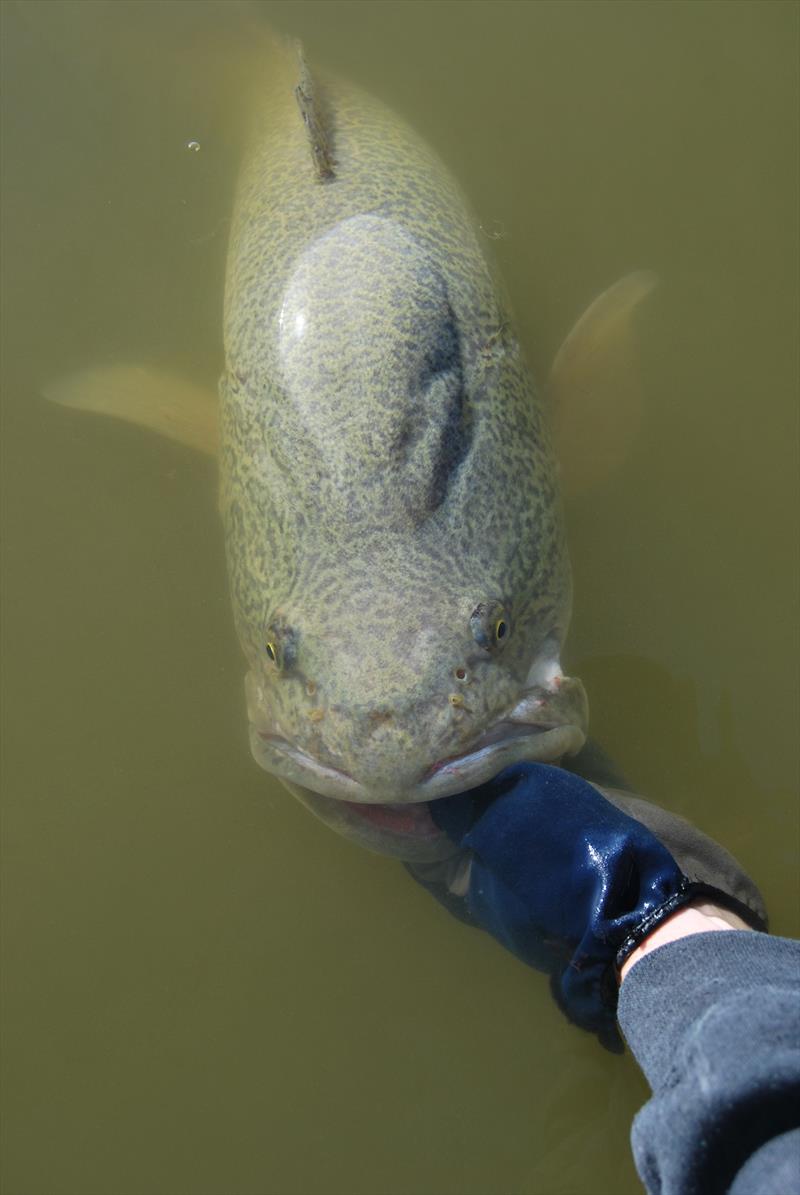 Murray cod photo copyright Victorian Fisheries Authority taken at  and featuring the Fishing boat class