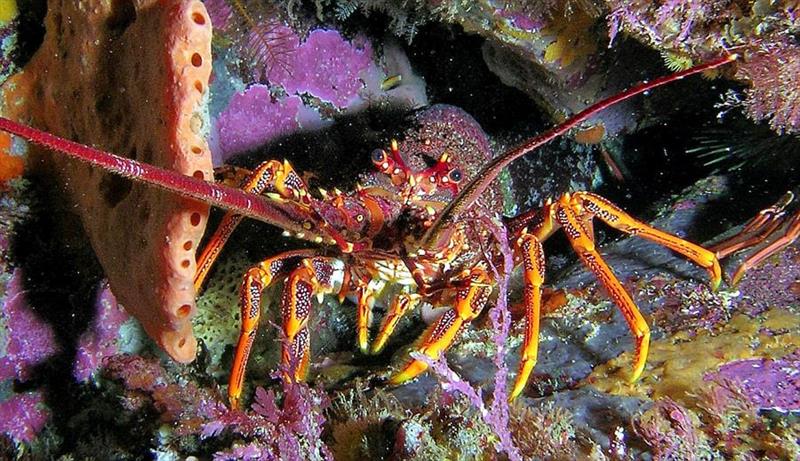 Rock Lobster - photo © Department of NRE Tasmania