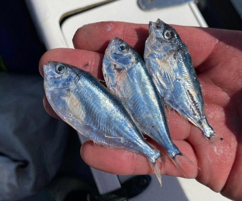 The bluefin were feeding on the larval stage Jackass Morwong  - photo © Spot On Fishing Hobart