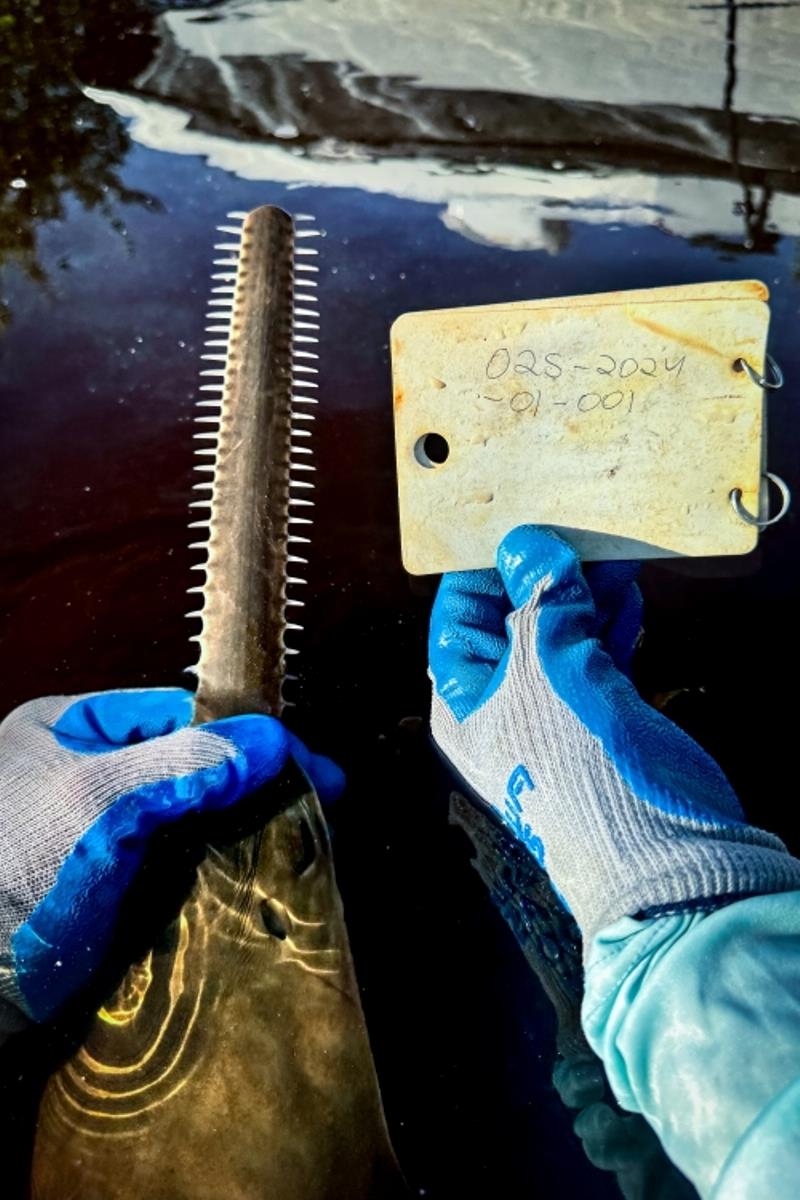 A scientist holds the rostrum of a juvenile sawfish alongside a card with sample information photo copyright NOAA Fisheries (ESA Permit #22078, Everglades National Park Permit #0007) taken at  and featuring the Fishing boat class