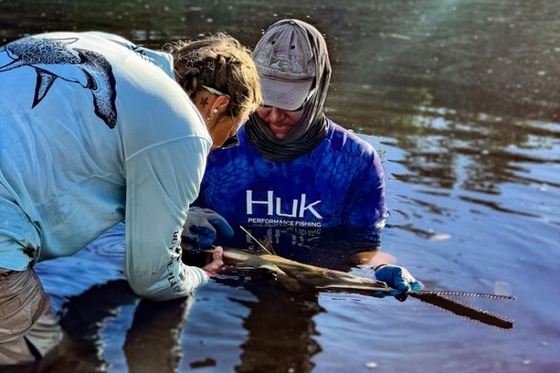 Annsli Hilton and Dr. John Carlson hold a juvenile sawfish for sampling - photo © NOAA Fisheries (ESA Permit #22078, Everglades National Park Permit #0007)