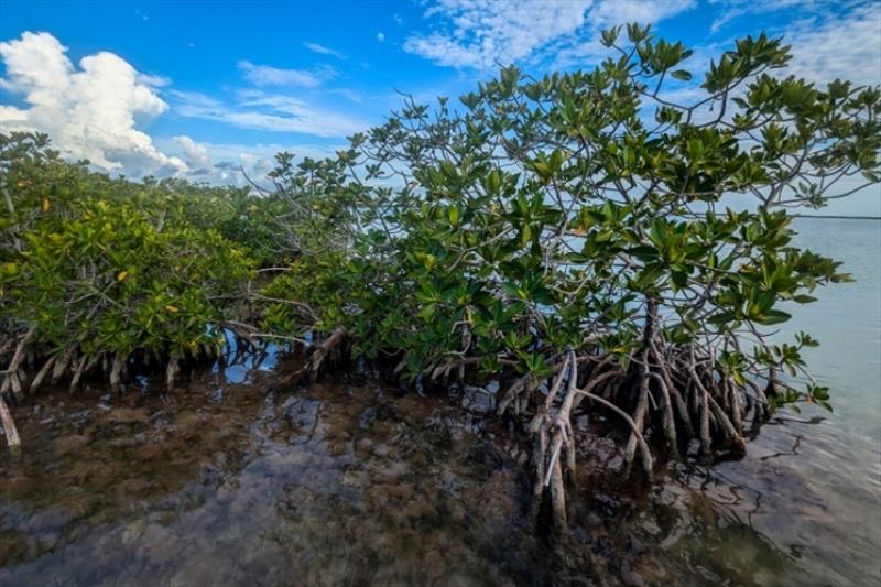 Juvenile sawfish inhabit shallow waters near mangrove trees—the roots of which provide hiding places for many small marine animals - photo © NOAA Fisheries / Reni Poston-Hymel