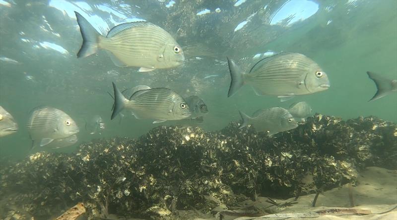 More Oyster Reefs = More fish = More fishing opportunities! photo copyright NSW DPIRD taken at  and featuring the Fishing boat class