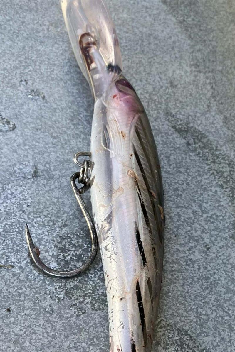 The lure that did the damage photo copyright Spot On Fishing Hobart taken at  and featuring the Fishing boat class