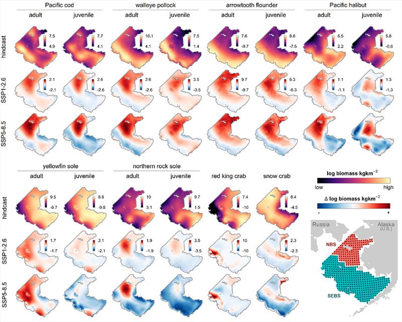 Maps of hindcasted summer log biomass density and projected end of century (2080-2089) change in log biomass density under two different climate scenarios (SSP 1-2.6 and SSP5-8.5) photo copyright NOAA Fisheries taken at  and featuring the Fishing boat class