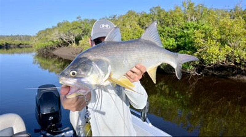 Joe scored the big creek trifecta with this threadie. All three species caught on the Mega Prawn in the one creek. Great stuff! - photo © Fisho's Tackle World