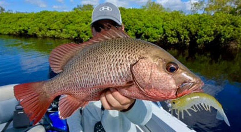 Joe enjoyed a great session in a local creek, catching fish such as this jack on the Irukandji Mega Prawn - photo © Fisho's Tackle World