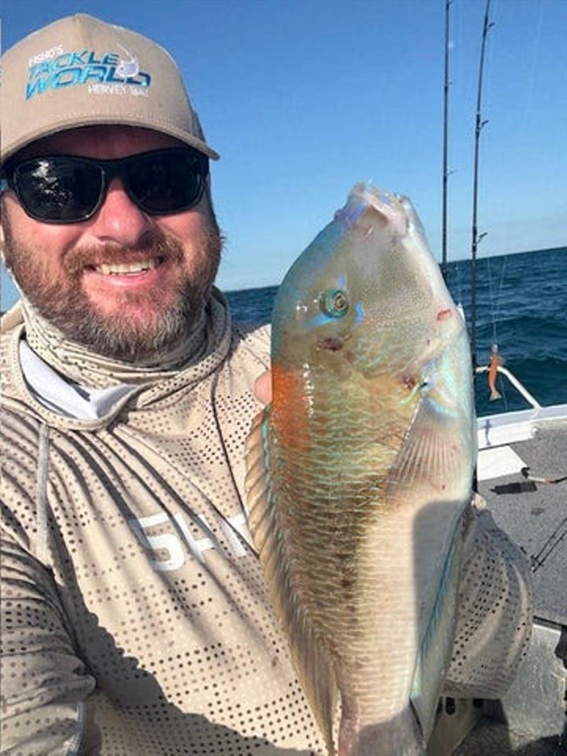 'Greasy parrot' are indeed a tuskfish. They are quite prolific in our inshore shallows, yet very few are this big and many fail to meet the 30cm minimum size - photo © Fisho's Tackle World