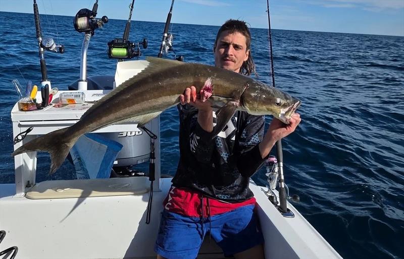 Cobia can be found around reefs in the northern bay if you are keen on a little arm-stretching - photo © Fisho's Tackle World