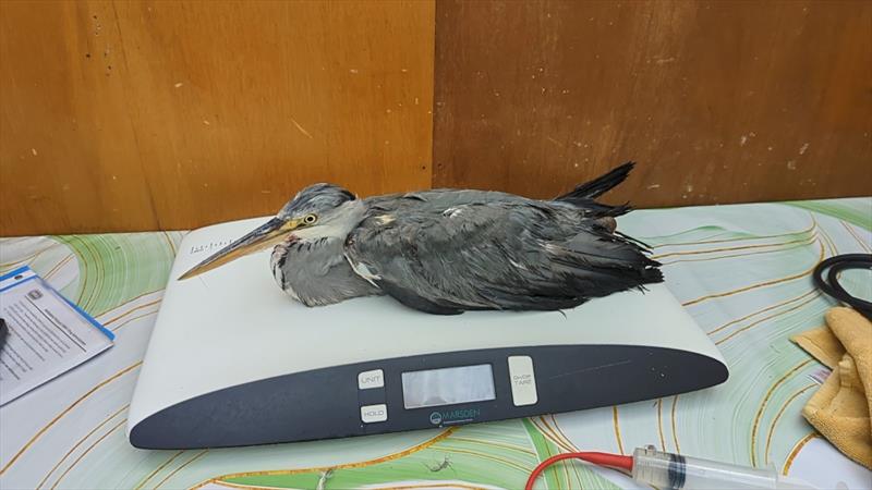 Heron  photo copyright RSPCA taken at  and featuring the Fishing boat class