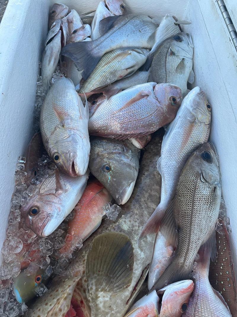 Offshore reef fishing is all about scoring a feed, and Double Island Point Fishing Charter clients' families eat very well - photo © Fisho's Tackle World