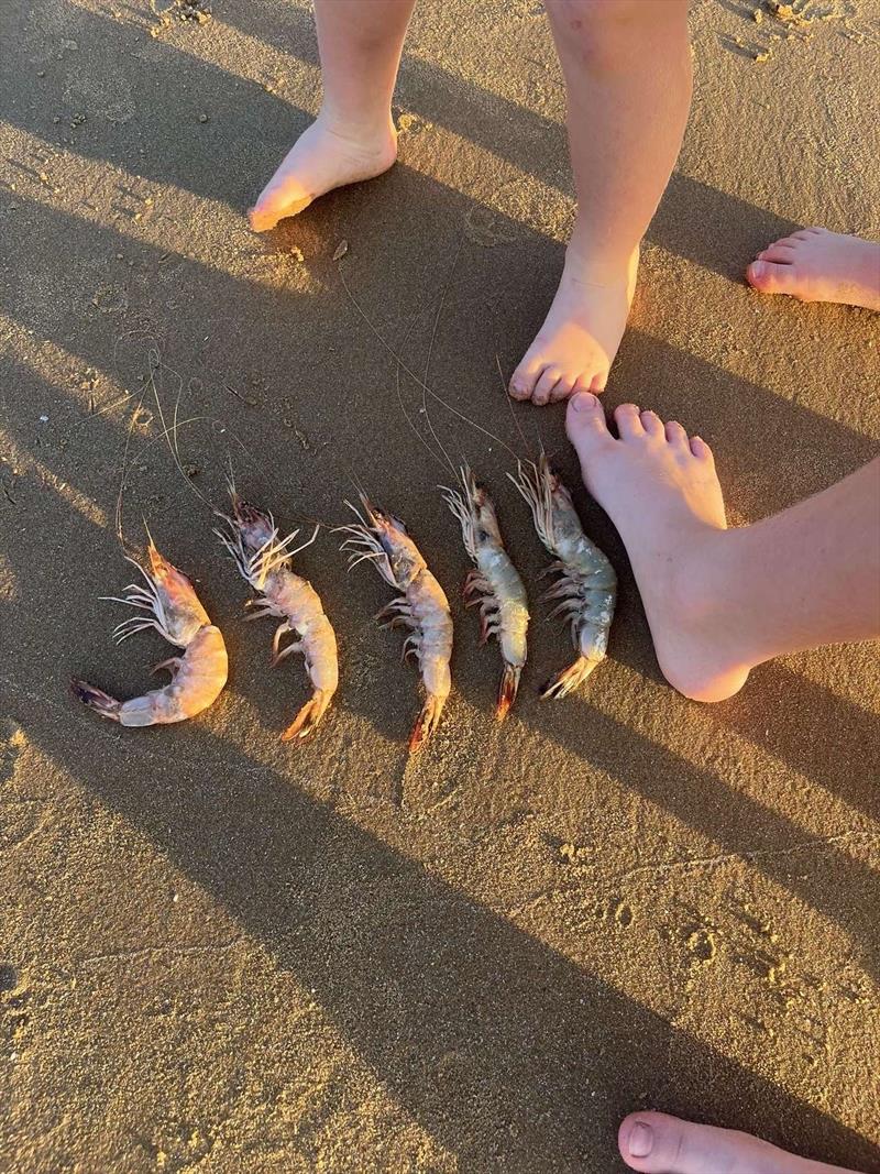 Why the prawns washed up dead at Dundowran remains a mystery. Such a waste too eh - photo © Fisho's Tackle World