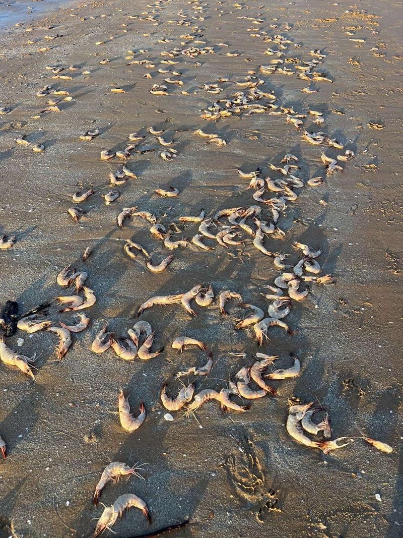 The crazy scene at Dundowran Beach last Friday. If anyone can shed any light on why this mass kill occurred, please let us know - photo © Fisho's Tackle World