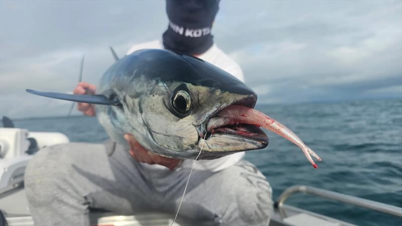 Daniel tricked this longtail with the Rapala Crush City 5 Jerk. Yet another jerkshad that is a winner on local pelagics - photo © Fisho's Tackle World