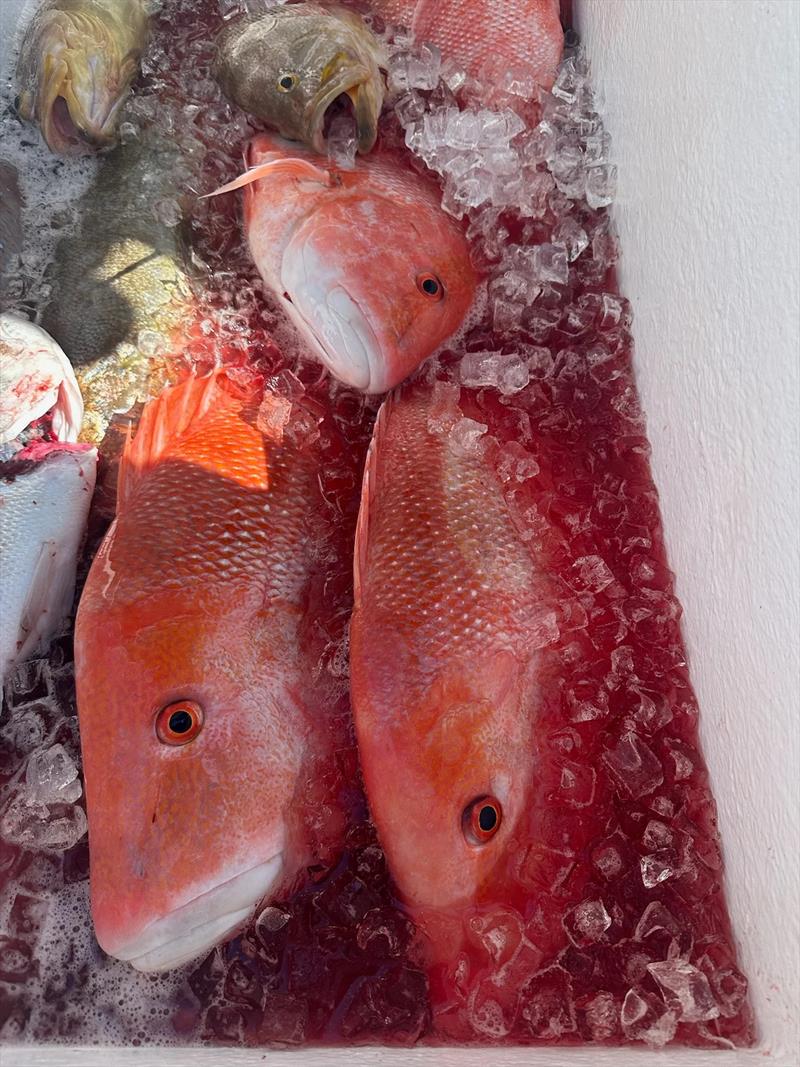 The sort of esky shots charter clients want to see after a big day on the briny. Greg from D.I. Point Fishing Charters has many happy clients - photo © Fisho's Tackle World