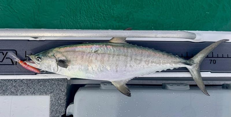 Luke is a trolling fanatic and a highly successful one too. Broadies are a fine target close inshore right now - photo © Fisho's Tackle World