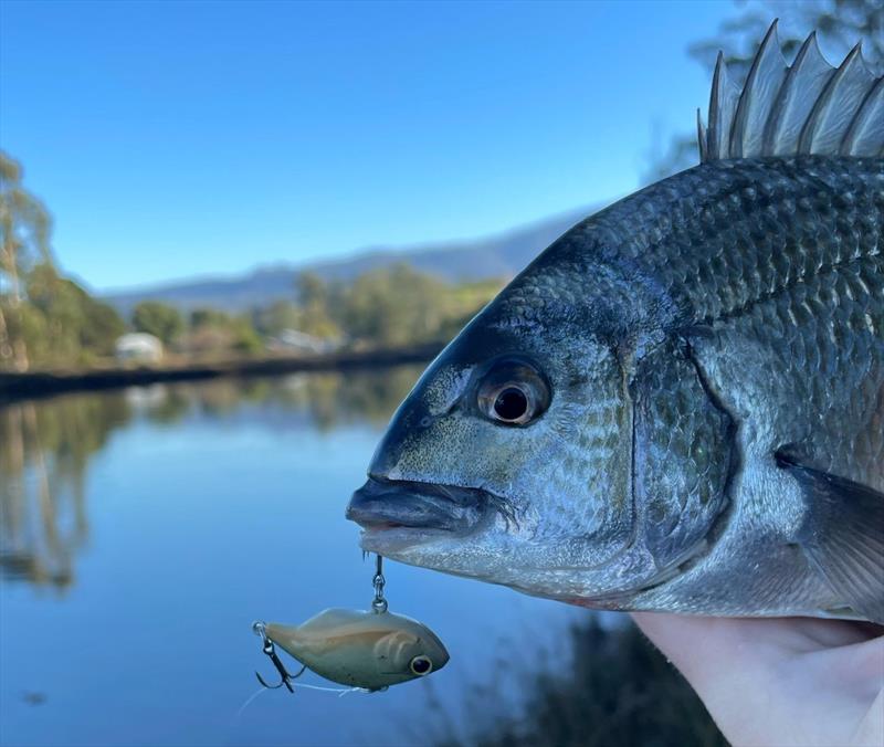 Staff member Eli, getting into a few bream recently - photo © Spot On Fishing Hobart