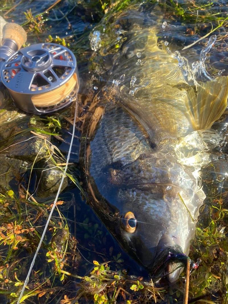 Nice derwent bream caught on one of “These bloody Flies” - photo © Spot On Fishing Hobart