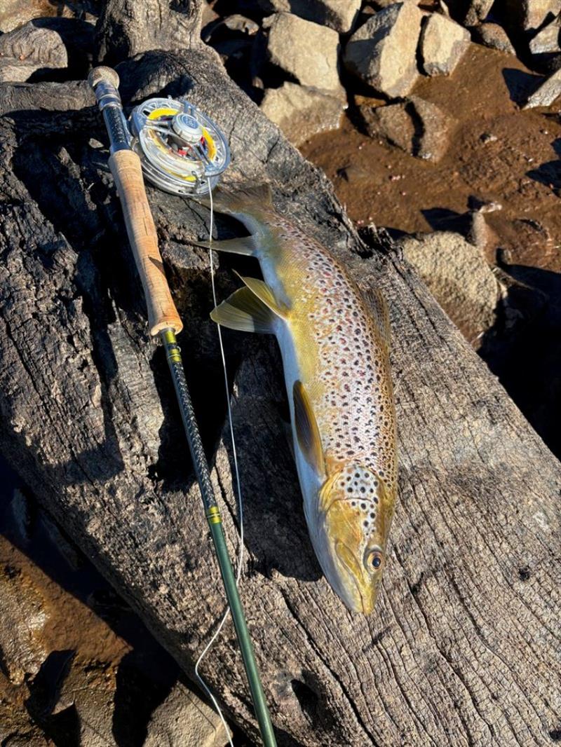 A winter Great Lake brown caught feeding close to shore - photo © Spot On Fishing Hobart