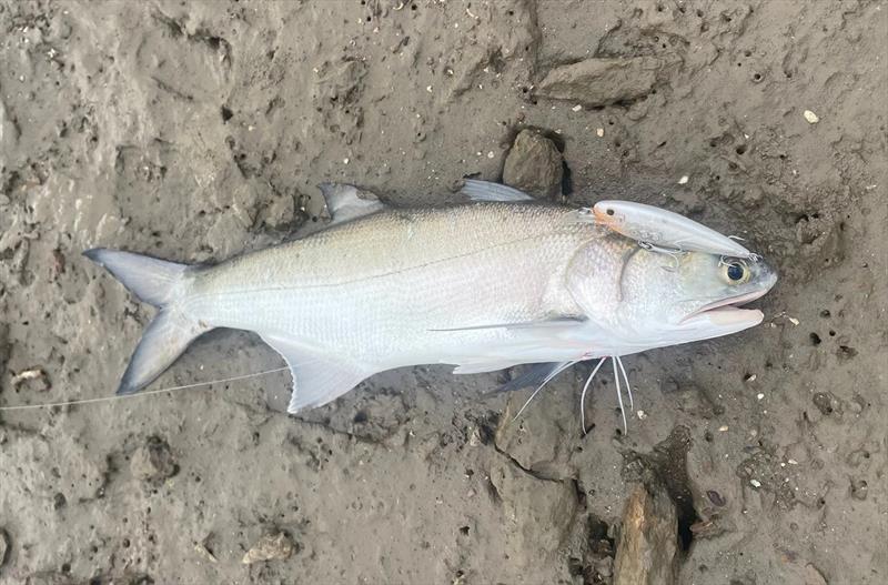 Blue salmon are an easy target for land-based fishos at River Heads. Shallow hardbodies like Jaz Rapides are dynamite for this rocky terrain - photo © Fisho's Tackle World Hervey Bay