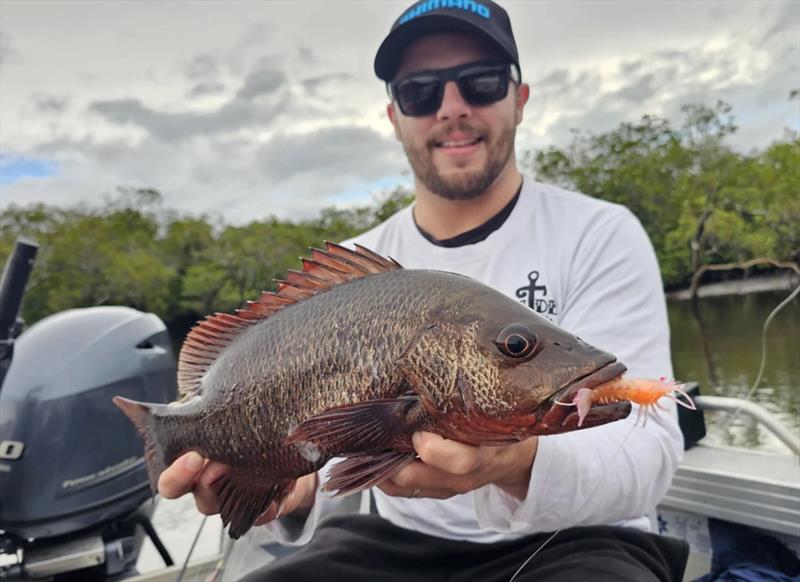 Dan spent the day fishing Fraser's creeks with Jacko and two winter-time jacks were fooled with Barambah Stinger Shrimps - photo © Fisho's Tackle World Hervey Bay