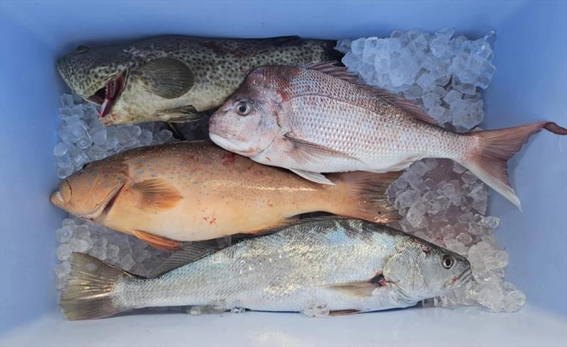 A mixed catch possible from the southern bay at this time of year - photo © Fisho's Tackle World Hervey Bay