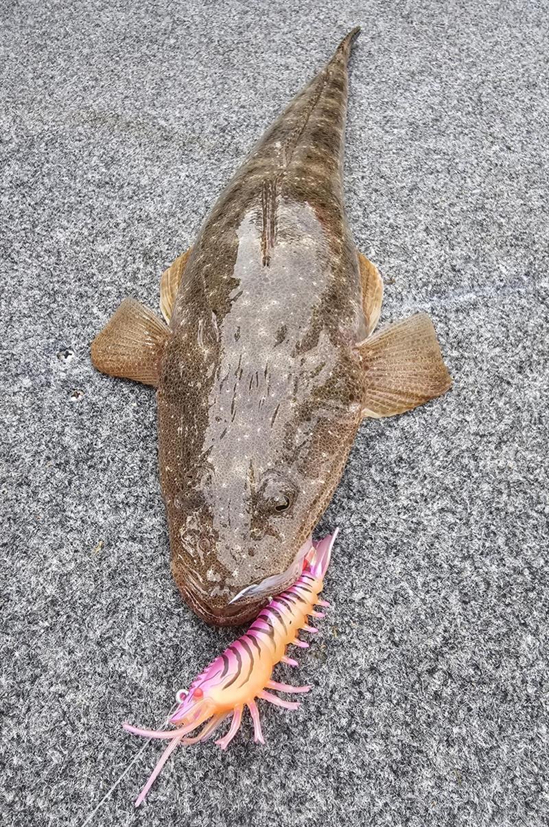 There is no estuary predator that a Barambah Stinger Shrimp won't tempt. Jacko put them to the test on flatties and caught jacks too - photo © Fisho's Tackle World Hervey Bay
