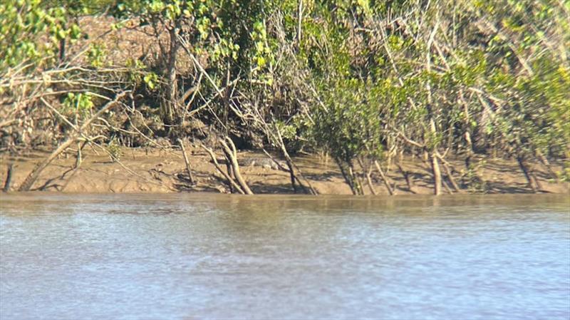 History! This 3-metre croc spotted near Dundathu in the Mary was evading capture and has been shot - photo © Fisho's Tackle World Hervey Bay