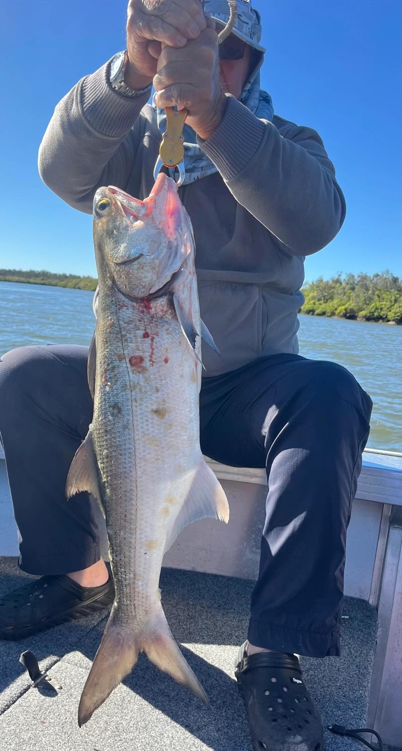 Keith's first fish caught with the assistance of his new Livescope was this chunky 80cm+ blue salmon - photo © Fisho's Tackle World Hervey Bay