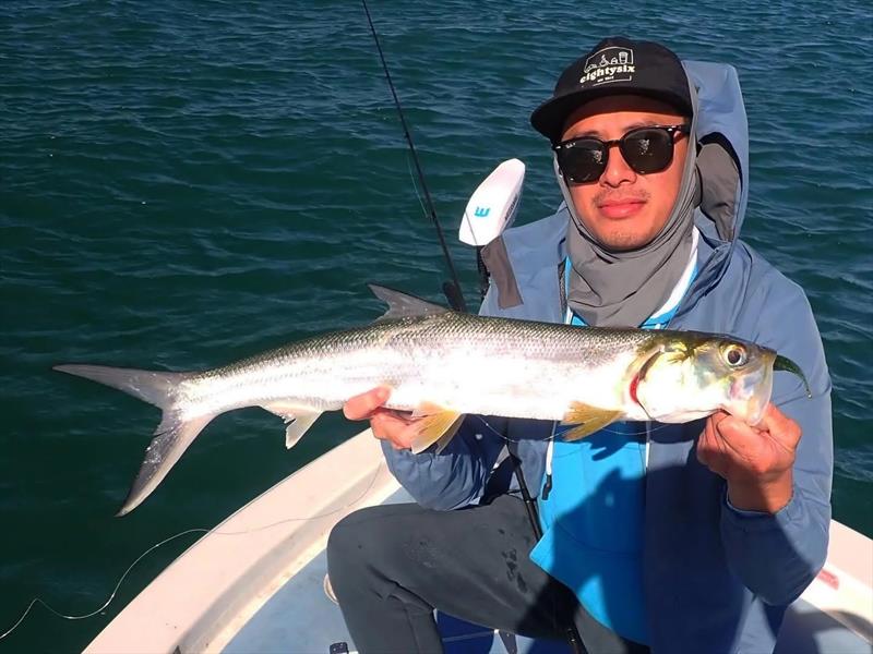 Giant herring often feature on the list of fish caught on Fraser Guided Fishing charters this time of year - photo © Fisho's Tackle World Hervey Bay