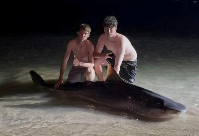 The boys did the right thing and let this 8' tiger go after it was battled from the pier to the beach - photo © Fisho's Tackle World Hervey Bay