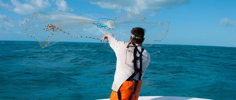 Luring with live bait - photo © Sailfish Boats
