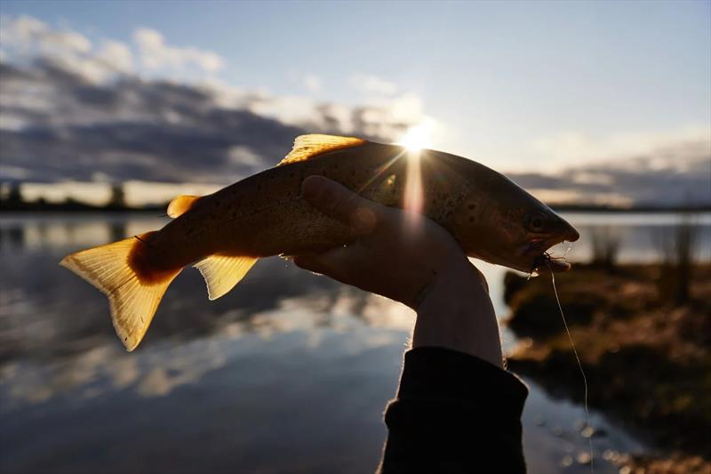 A average Bronte fish from Hut Bay - photo © Spot On Fishing Hobart