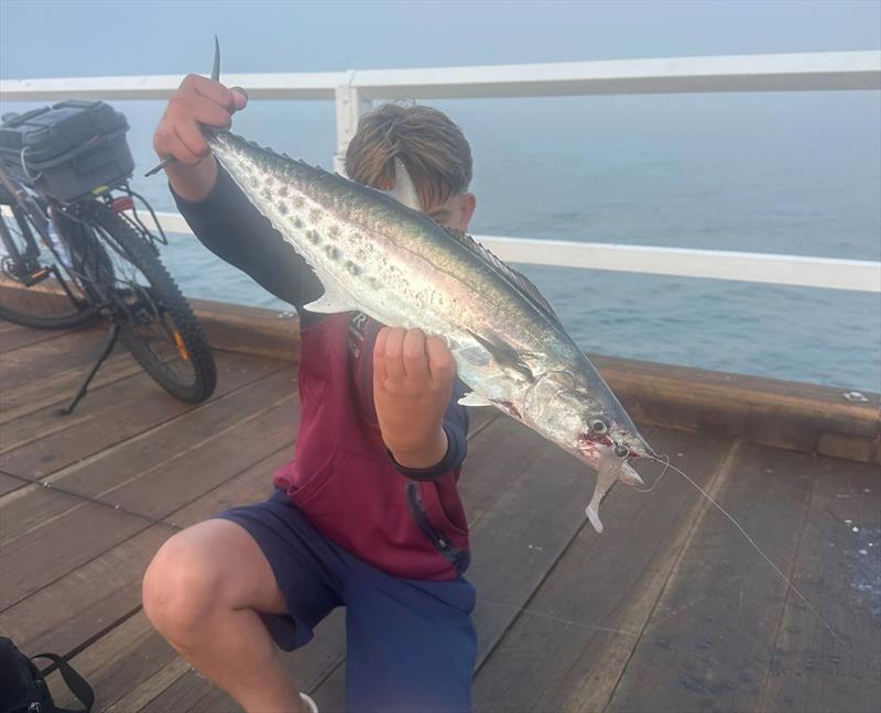 School mackerel have been rare at the pier lately. They will return as soon as the herring do - photo © Fisho's Tackle World Hervey Bay