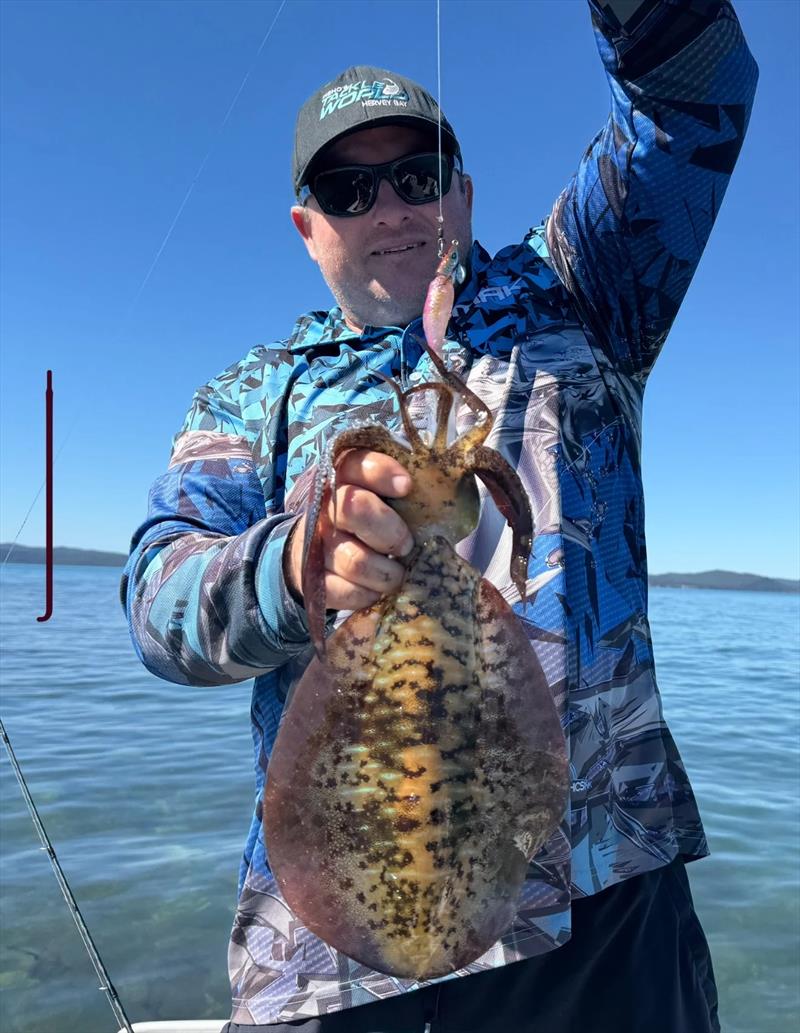 Stuart put the new Daiwa Emeraldas Amourous Joint squid jigs to work on the local tiger squid and came up trumps - photo © Fisho's Tackle World Hervey Bay