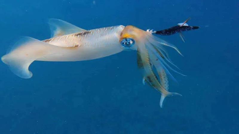 Squid are such cool critters to catch. You can enjoy sight-fishing for them in gin clear water at this time - photo © Fisho's Tackle World Hervey Bay