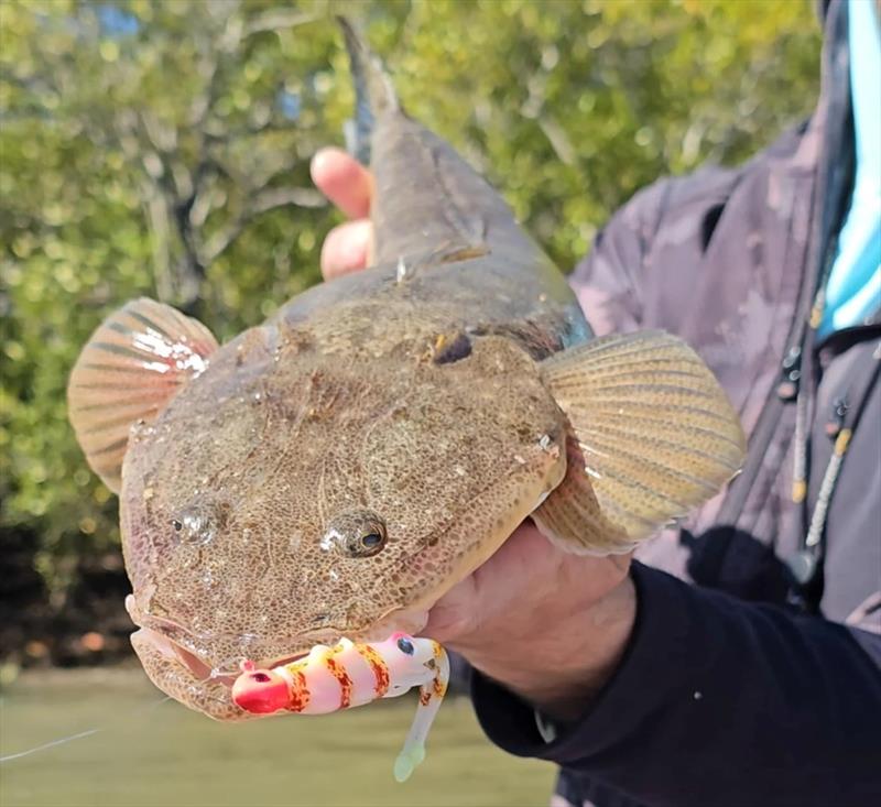 Nomad Live Ops Jerksquid are going to catch a huge range of fish - photo © Fisho's Tackle World Hervey Bay