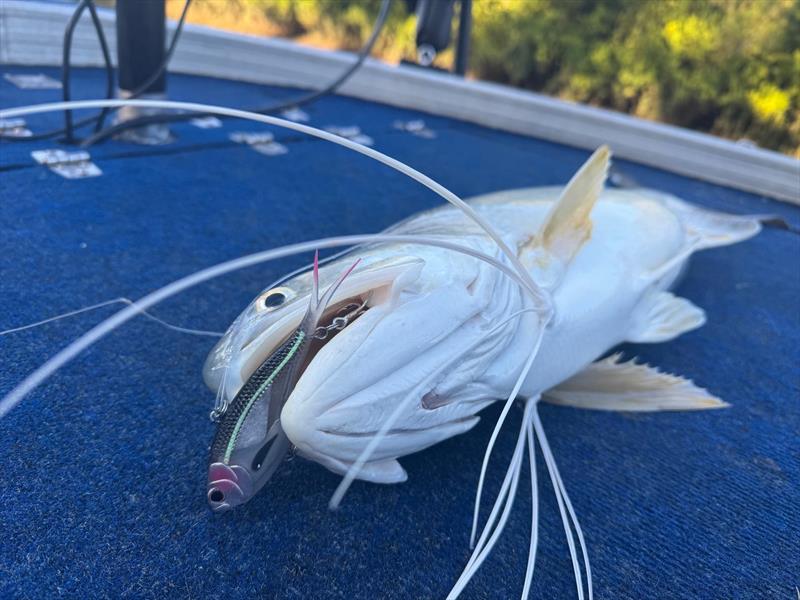 Nomad soft vibes are just one of many that will imitate herring perfectly and be too tempting for the local threadies - photo © Fisho's Tackle World Hervey Bay