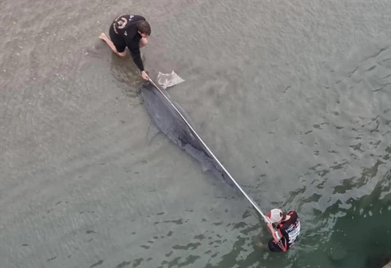 Pier-view of the boys taking a measure of Justin's 10' tiger shark - photo © Fisho's Tackle World Hervey Bay