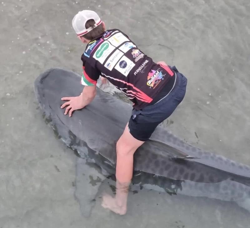 Justin getting up close and personal with the 10' tiger he caught from the pier - photo © Fisho's Tackle World Hervey Bay