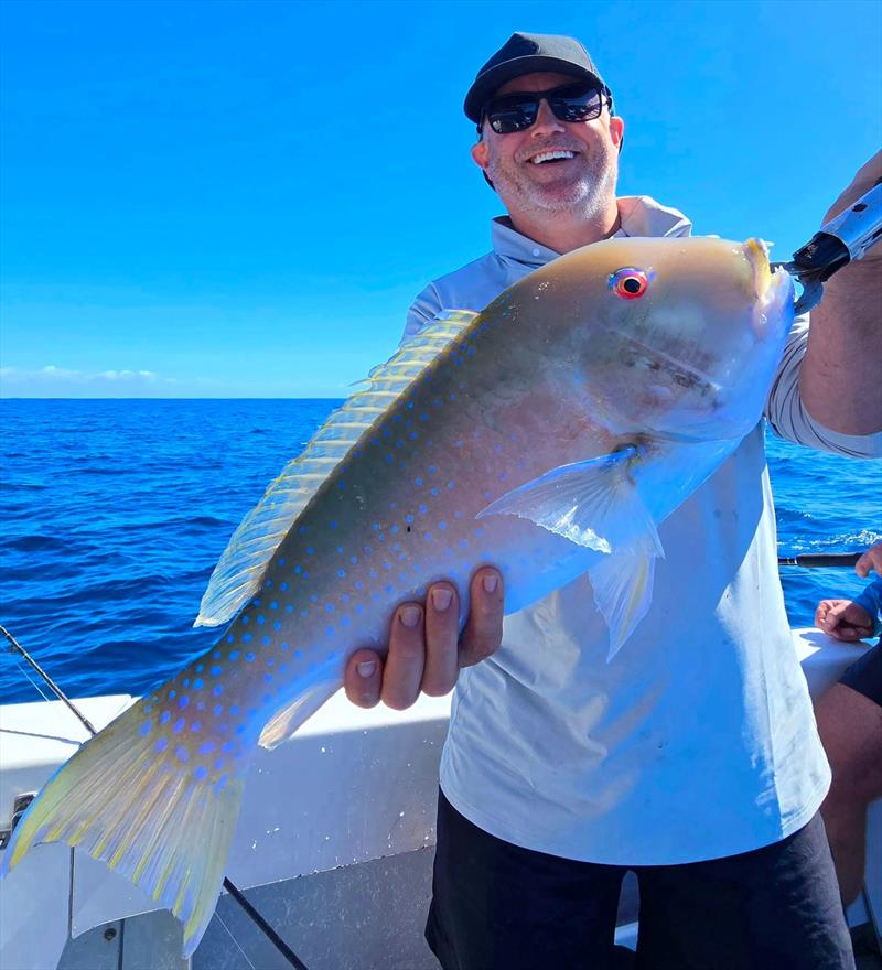 Venus tusk fish are caught around the fringes of the northern bay reefs. This one had a Hot Reels client grinning from ear to ear - photo © Fisho's Tackle World Hervey Bay