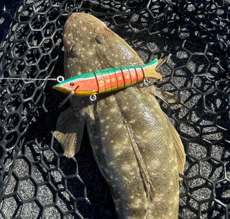 Ollie Pearce made a 'shark' at Bunnings' craft shop and converted it into a lure. Persistence paid off with this fine flatty first use photo copyright Fisho's Tackle World Hervey Bay taken at  and featuring the Fishing boat class