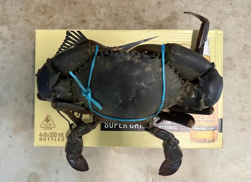 There have been some very impressive mud crabs caught lately. Josh Vella's family feasted well photo copyright Fisho's Tackle World Hervey Bay taken at  and featuring the Fishing boat class