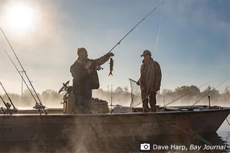 USDA Grant Program aims to curb invasive catfish in Chesapeake photo copyright Dave Harp taken at  and featuring the Fishing boat class