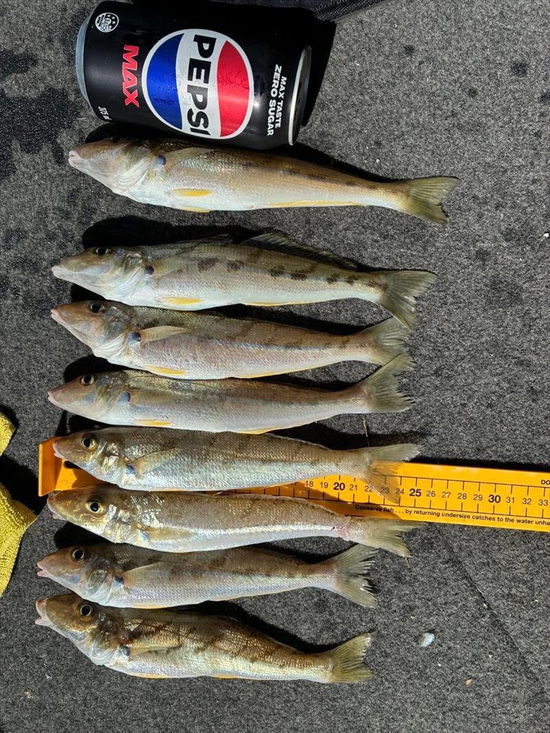 The average size of our winter whiting is quite good right now. An easy feed is in the offing on barely a cupful of fuel photo copyright Fisho's Tackle World Hervey Bay taken at  and featuring the Fishing boat class