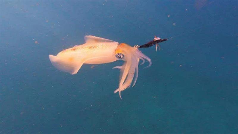 Don't forget your squid jigs when fishing the southern bay and the straits photo copyright Fisho's Tackle World Hervey Bay taken at  and featuring the Fishing boat class