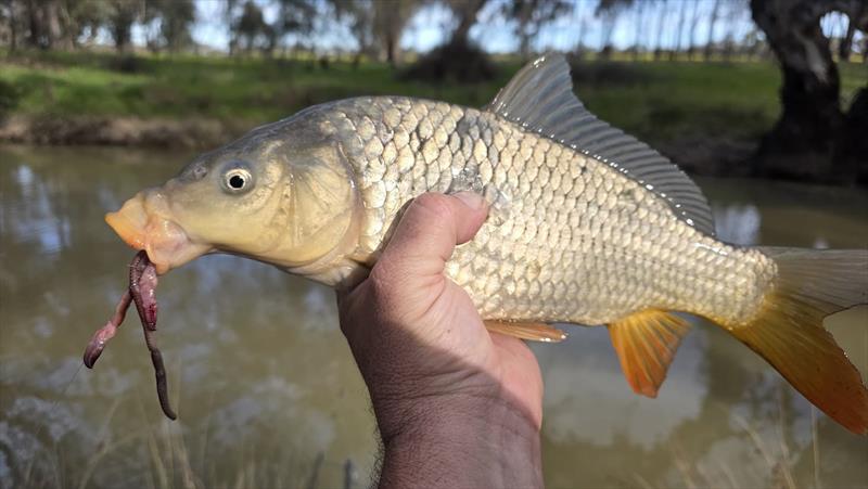 Trelly's Weekly Fishing Report - photo © Trellys